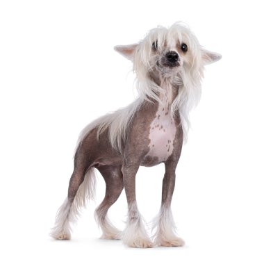 Tüysüz, sevimli Çin armalı köpek, yan yana duruyor. Kafasını eğerek kâküllerinin arasından kameradan uzağa bakıyor. Beyaz bir arkaplanda izole edilmiş.