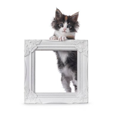 Adorable tortie Maine Coon cat kitten, standing behind white picture frame. Looking straight to camera. Isolated on a white background. clipart