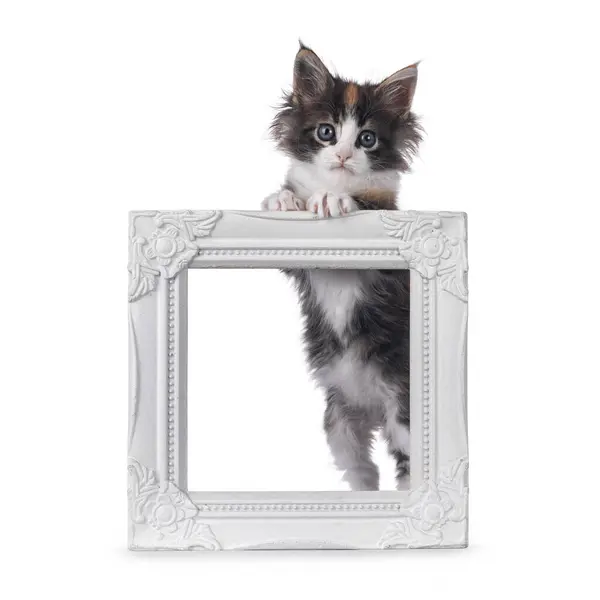 Stock image Adorable tortie Maine Coon cat kitten, standing behind white picture frame. Looking straight to camera. Isolated on a white background.