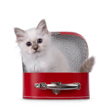Tatlı Kutsal Birman kedisi, kırmızı bir bavulun içinde maceraya hazır bekliyor. Cins, tipik mavi gözlerle kameraya bakıyor. Beyaz bir arkaplanda izole edilmiş.