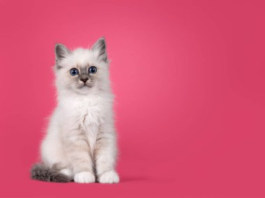 Şirin, tüylü, kutsal Birman kedi yavrusu, önde oturuyor. Cins mavi gözlerle kameradan uzağa bakıyor. Fotokopi alanı olan pembe bir karpuz zemininde izole edilmiş..