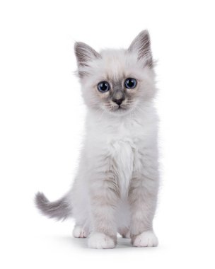 Öne bakan kutsal Birman kedisi. Piercing cinsi tipik mavi gözlü mercek merceklerini dört gözle bekliyorum. Beyaz bir arkaplanda izole edilmiş.