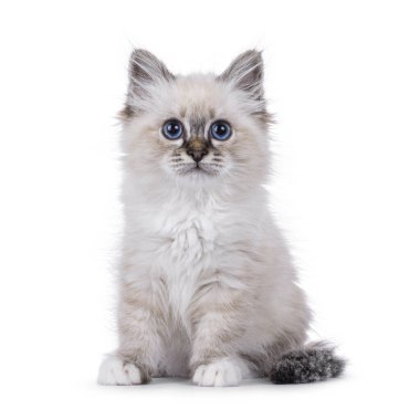 Sevimli tekir kedicik. Öne bakan kedicik. Melez mavi gözlerle doğrudan kameraya bakıyor. Beyaz bir arkaplanda izole edilmiş.