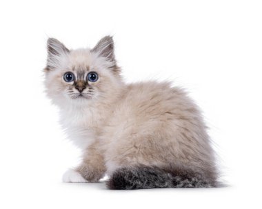 Şirin kutsal Birman kedisi, yan yana oturuyor. Melez mavi gözlerle doğrudan kameraya bakıyor. Beyaz bir arkaplanda izole edilmiş.