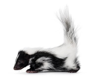 Siyah ve beyaz kokarca kuyruğu havada, yan yolda dikiliyor. Aşağıya ve kameradan uzağa bakıyor. Beyaz bir arka planda izole edilmiş..