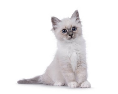 Şirin, tüylü, kutsal Birman kedi yavrusu, yan yana oturuyor. Kameranın yanına bakıyorum. Beyaz bir arkaplanda izole edilmiş.