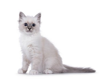 Cute fluffy Sacred Birman cat kitten, sitting up side ways. Looking surprised towards camera. Isolated on a white background. clipart