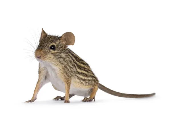 stock image Striped grass mouse standing curious diagonal high on legs. Looking away from camera. Copy space. Isolated on a white background.