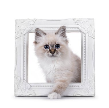 Tatlı tekir kedicik, beyaz fotoğraf çerçevesinden geçiyor. Melez mavi gözlerle doğrudan kameraya bakıyor. Beyaz bir arkaplanda izole edilmiş.