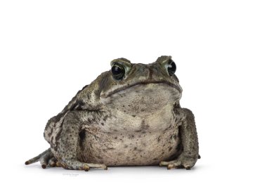 Büyük Rhinella Marina veya Cane karakurbağası, köşegende oturuyor. Kameraya doğru bakıyorum. Beyaz bir arkaplanda izole edilmiş.