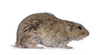 Genç Steppe tarla faresi lakabı Lagarus Lagarus, yan yollarda duruyor. Kameradan uzağa bakıyorum. Beyaz bir arkaplanda izole edilmiş.