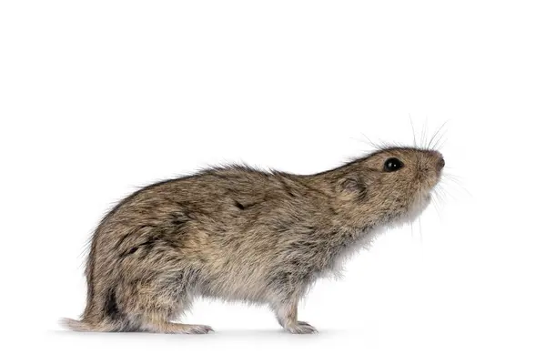 stock image Young Steppe vole aka Lagarus Lagarus, standing side ways. Looking side ways away from camera. Head reaching up. Isolated on a white background.