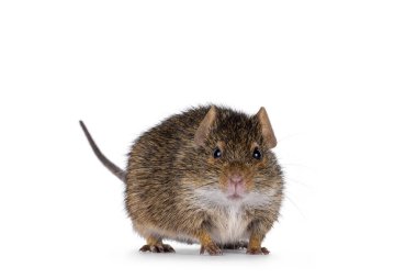 Grasmann's grass rat aka arvicanthis neumanni standing facing. Looking towards camera showing both eyes. Isolated on a white background. clipart