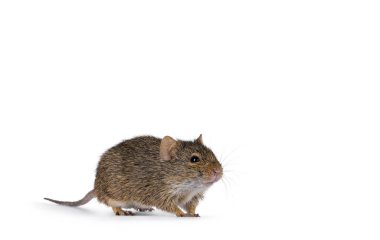 Grasmann's grass rat aka arvicanthis neumanni standing diagonal Looking straight ahead beside camera. Isolated on a white background. clipart