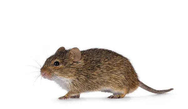 stock image Grasmann's grass rat aka arvicanthis neumanni walking side ways. Looking straight ahead away from camera. Isolated on a white background.