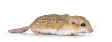 Şişko gerbil 'in yan görüntüsü, nam-ı diğer Pachyuromys duprasi, yan yollar. Kameradan uzağa bakıyor. Beyaz bir arkaplanda izole edilmiş.