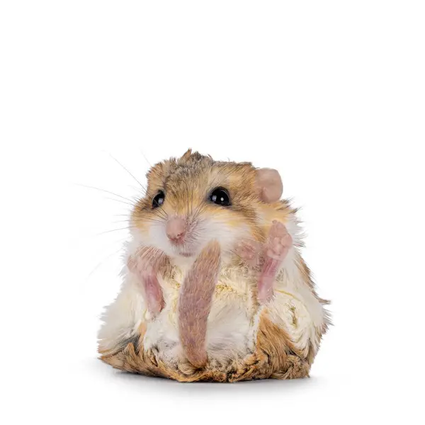 stock image Funny Fat tailed gerbil aka Pachyuromys duprasi, sitting on its butt and falling over. Shwoing belly and sole of paws. Looking to camera. Isolated on a white copy space background.