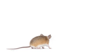 Cute light brown Cairo spiny mouse aka acomys cahirinus, standing side ways. Looking away from camera without face. Isolated on a white background. clipart