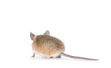 Şirin açık kahverengi Kahire dikenli faresi nam-ı diğer acomys cahirinus, yan yana duruyor. Yüzünü göstermeden kameradan uzağa bakıyor. Beyaz bir arkaplanda izole edilmiş.