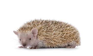 Female adult Lesser Tenrec, standing side ways. Looking straight to camera. Isolated on a white background. clipart