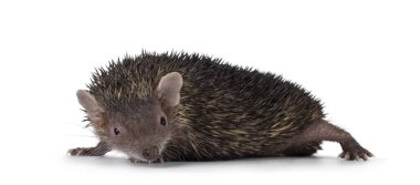 Young male dark brown Lesser Tenrec, standing side ways. Looking straight to camera. Isolated on a white background. clipart