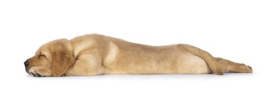 Cute 7 weeks old Labrador dog puppy, laying down side ways asleep. Super tired an totally stretched. Isolated on a white background. clipart