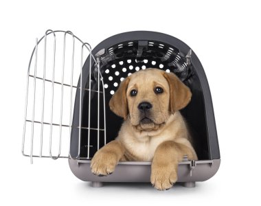 Sevimli 7 haftalık Labrador köpeği yavrusu, posta kutusunda dinleniyor. Kameraya doğru bakıyorum. Beyaz bir arkaplanda izole edilmiş.