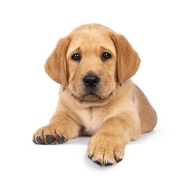 7 haftalık tatlı Labrador köpeği köpek yavrusu, yüzü koyun uzanmış, pençeleri kenarda yatıyor.. Kameraya doğru bakıyorum. Beyaz bir arkaplanda izole edilmiş.