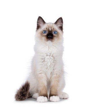 Sevimli bez bebek yavrusu yüzükoyun yatıyordu. Tipik mavi gözlerle kameraya bakıyorum. Beyaz bir arkaplanda izole edilmiş