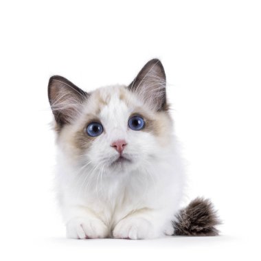 Sevimli Ragdoll kedi yavrusu yüzükoyun uzanıyor. Kameraya doğru bakıyorum. Beyaz bir arkaplanda izole edilmiş.