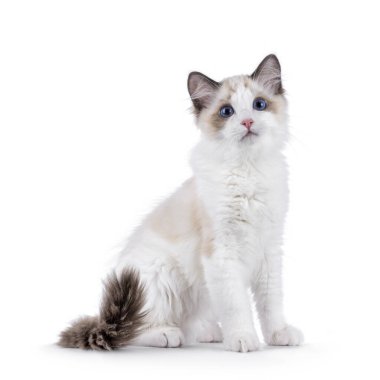 Sevimli Ragdoll kedi yavrusu yan yana oturuyor. Kameranın yanında meraklı görünüyor. Beyaz bir arkaplanda izole edilmiş.