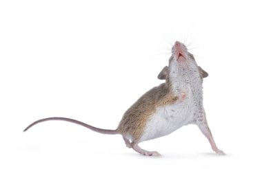 Afrika cüce faresi namı diğer Mus dakika faresi ve dünyanın en küçük kemirgeni cama karşı ayakta duruyor. Göbeğini ve ağzını gösteriyor. Beyaz bir arkaplanda izole edilmiş.