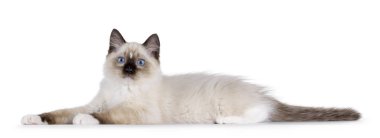 Sevimli Ragdoll kedi yavrusu yan yana yatıyor. Cins, tipik mavi gözleriyle kameraya bakıyor. Beyaz bir arkaplanda izole edilmiş.