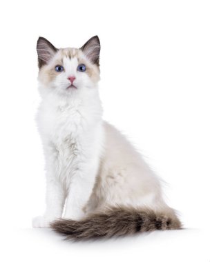 Zarif Ragdoll kedi yavrusu yan yana oturuyor. Kameranın yanında, tipik mavi gözlü meraklı bakışlar. Beyaz bir arkaplanda izole edilmiş.