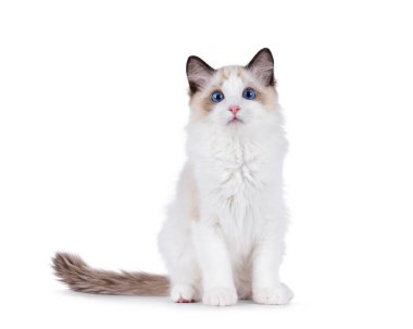 Yüzü önde oturan bez bebek kedi yavrusu. Mavi gözlü kameraya doğru bakıyor. Beyaz bir arkaplanda izole edilmiş.