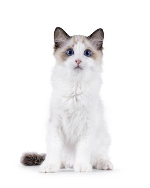 Yüzü önde oturan bez bebek kedi yavrusu. Mavi gözlü kameraya doğru bakıyor. Beyaz bir arkaplanda izole edilmiş.