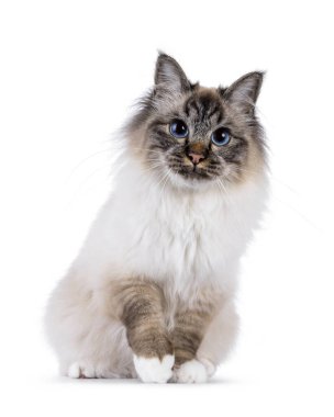 Karizmatik, genç, kutsal Birman kedisi, önde oturuyor. Pençelerini şakayla kaldırarak öne doğru uzan. Mavi gözlerle kameranın yanına bakıyordu. Beyaz bir arkaplanda izole edilmiş.