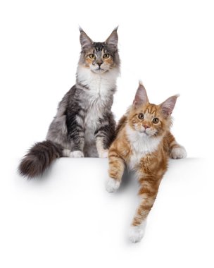 Gümüş Tortie ikilisi ve kırmızı, tekir kediler, beyaz bir kenarda oturuyorlar. İkisi de kameraya bakıyor. Beyaz bir arkaplanda izole edilmiş.