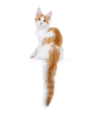 Beyaz soytarı Maine Rakun kedisiyle tapılası kırmızı kedi kuyruğu sarkmış bir şekilde kenarda oturuyor. Omuz omuza. Beyaz bir arkaplanda izole edilmiş.