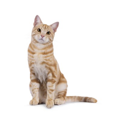 Yakışıklı safkan Avrupa Shorthair kedisi, yüzü önde oturuyor. Doğrudan kameraya bakıyorum. Beyaz bir arkaplanda izole edilmiş.