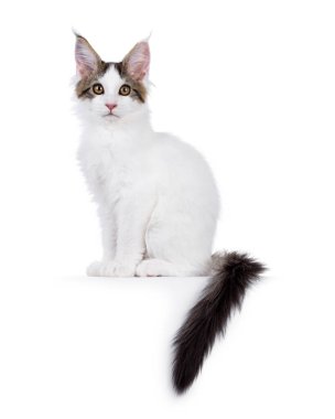 Beautiful van Maine Coon cat kitten, sitting side ways on edge. Looking  towards camera. Isolated on a white background. clipart