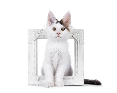 Cute harlequin Maine Coon cat kitten, sitting in white picture frame. Looking straight to camera. Isolated on a white background. clipart