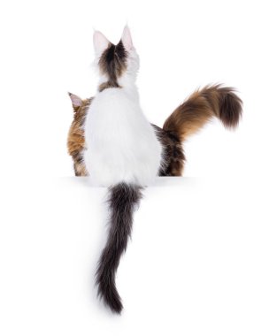 Funny shot of harlequin Maine Coon cat kitten, sitting backwards on edge showing pattern being photo bombed by other cat. Looking away from camera, no face. Isolated on a white background. clipart