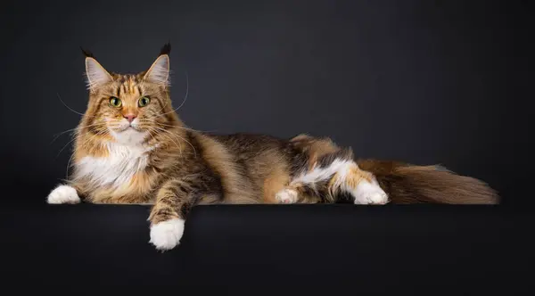 stock image Majestic young adult tortie Maine Coon cat, laying down side ways on an edge. Looking straight to camera. Isolated on a black background.