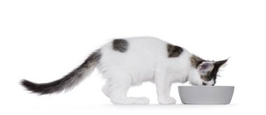 Şirin soytarı Maine Rakun kedi yavrusu, bedie Grey Food Bowl 'un yan yolları. Yemek yerken kaseye bakmak. Beyaz bir arkaplanda izole edilmiş.