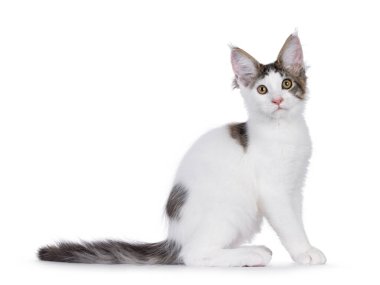 Şirin soytarı Maine Rakun kedi yavrusu, yan yana oturuyor. Kameraya doğru bakıyorum. Beyaz bir arkaplanda izole edilmiş.