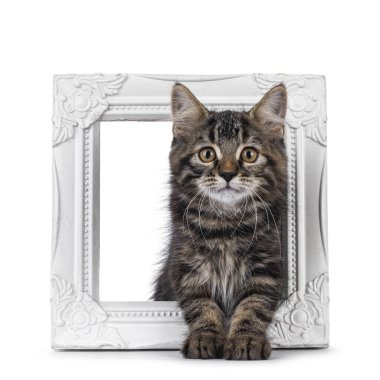 Beyaz resim çerçevesinde oturan sevimli siyah tekir kedicik, yarı uzun saçlı kedi yavrusu. Kameraya doğru bakıyorum. Beyaz bir arkaplanda izole edilmiş.