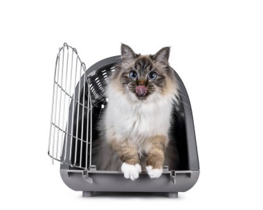 Yakışıklı kutsal Birman kedisi, gri kedi taşıyıcısında kapısı açık oturuyor. Mavi gözlü ve pembe dilli kameraya doğru bakıyor. Beyaz bir arkaplanda izole edilmiş.
