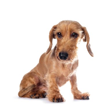 Cute shy adult Dachshund, sitting side ways. Looking to the side with droopy eyes. Isolated on white background. clipart