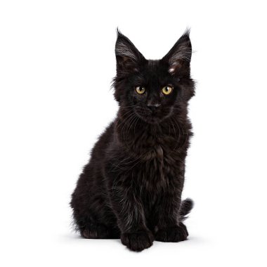 Black Maine Coon cat kitten sitting up facing front, with paw on edge. Looking straight to camera. Isolated on a white background clipart